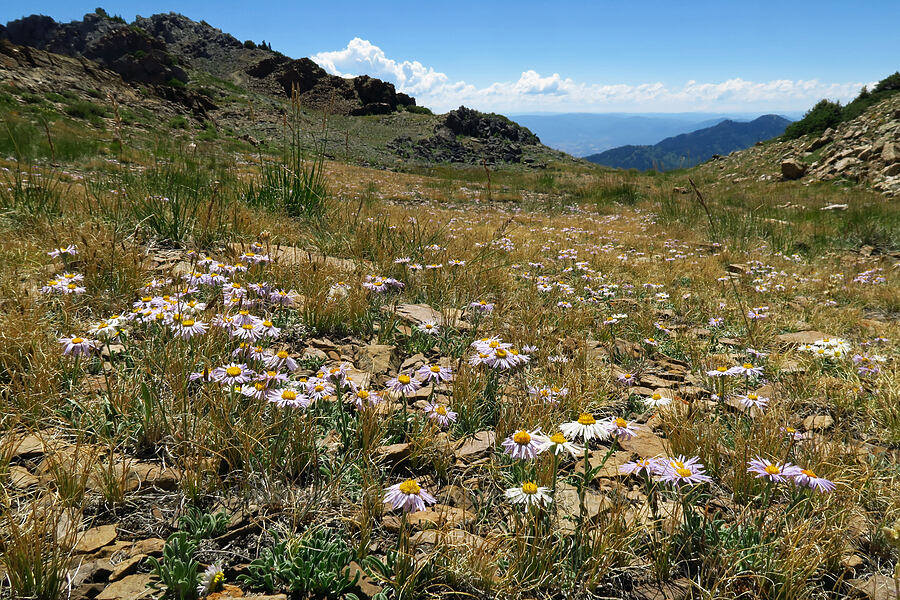 unknown fleabane (Erigeron sp.) [Devil's Castle Trail, Alta, Salt Lake County, Utah]
