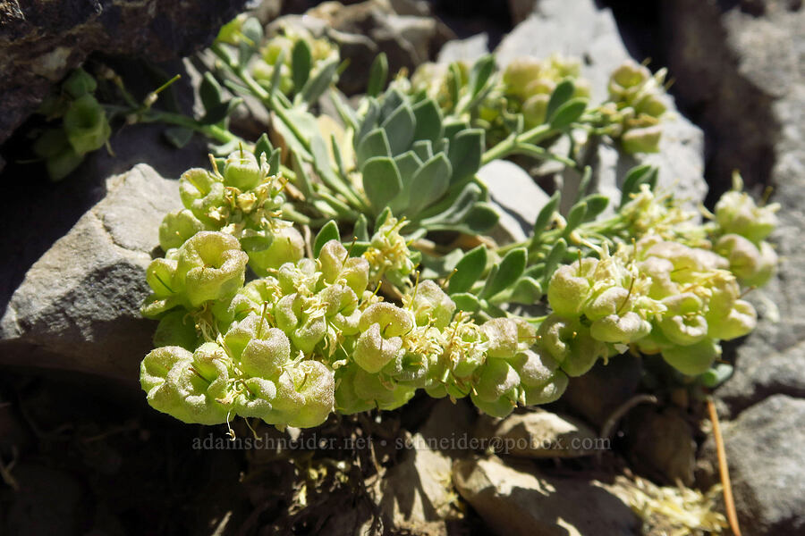 double bladder-pod (sharp-leaf twin-pod), gone to seed (Physaria acutifolia) [Devil's Castle, Alta, Utah County, Utah]