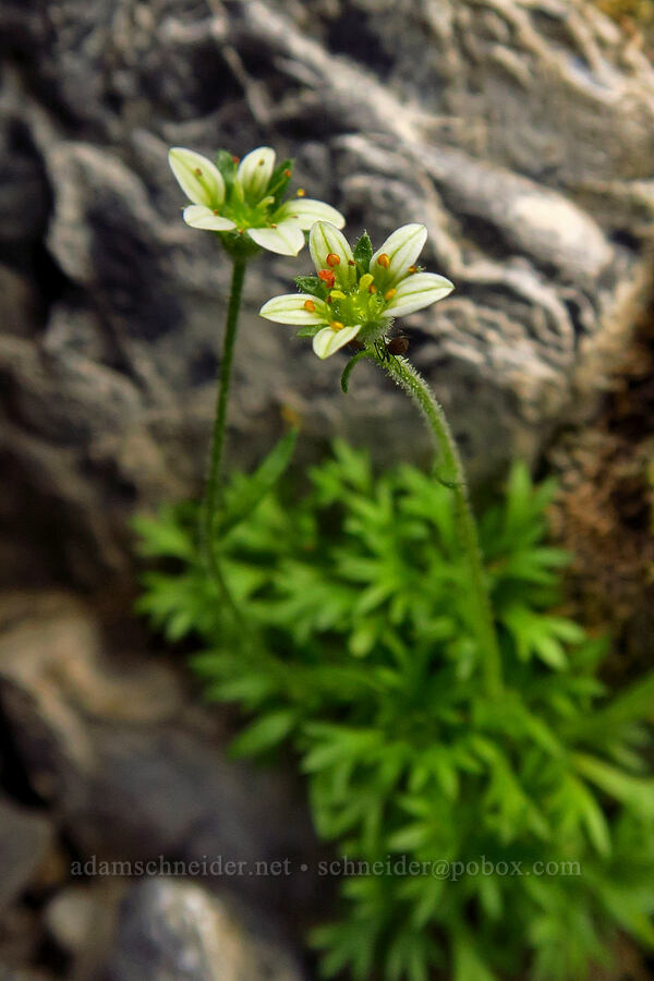weird tufted saxifrage (Saxifraga monticola (Saxifraga caespitosa ssp. monticola)) [Devil's Castle, Alta, Salt Lake County, Utah]