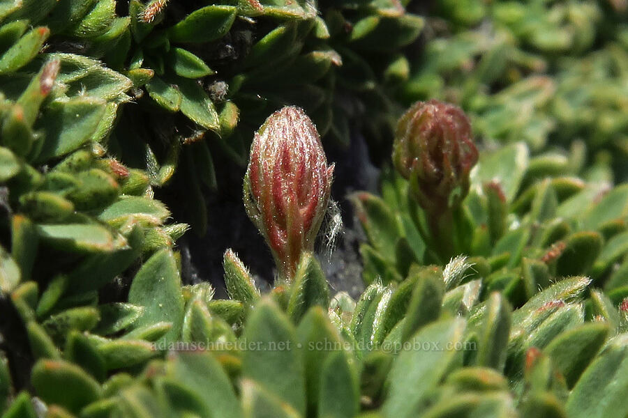 rock-mat spirea, budding (Petrophytum caespitosum (Petrophyton caespitosum)) [Devil's Castle, Alta, Salt Lake County, Utah]
