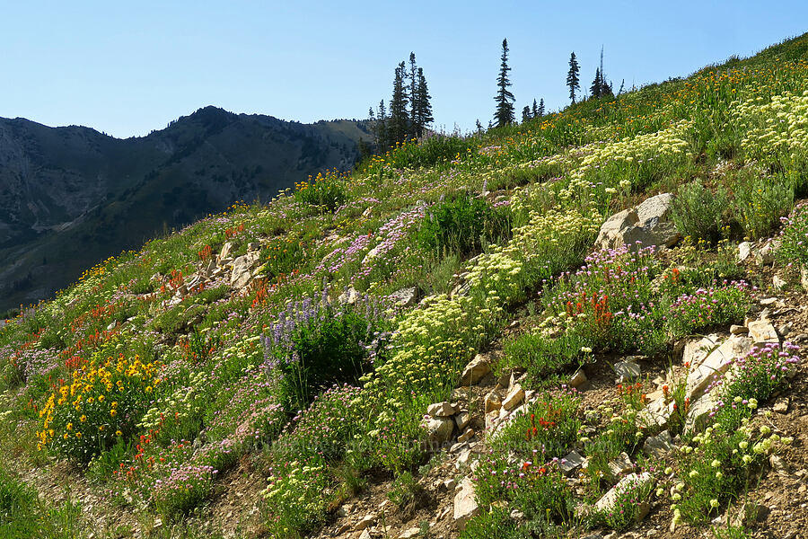 wildflowers [Albion Basin Road, Alta, Utah]