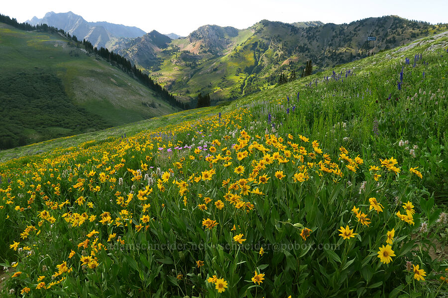 wildflowers [Albion Basin, Alta, Utah]