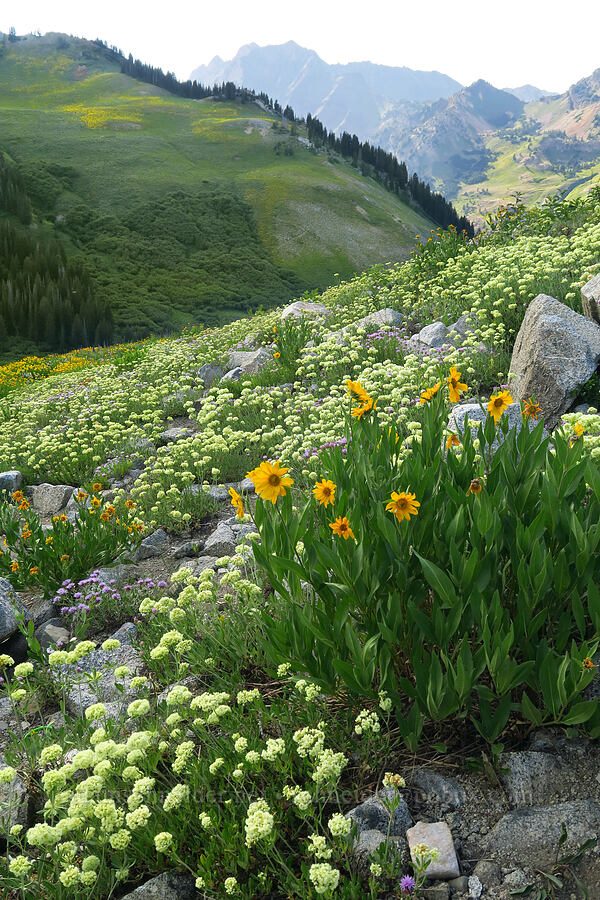 wildflowers [Albion Basin, Alta, Utah]