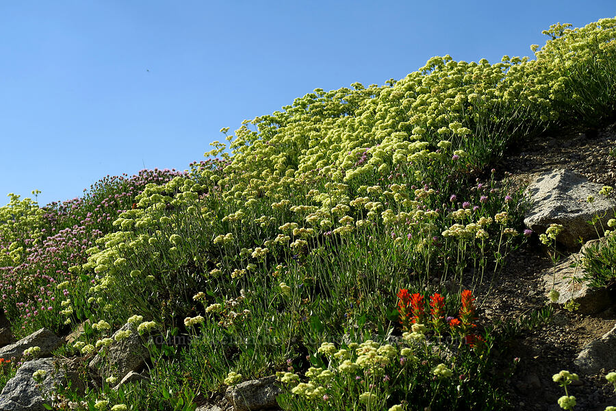 wildflowers [Catherine Pass Trailhead, Alta, Salt Lake County, Utah]