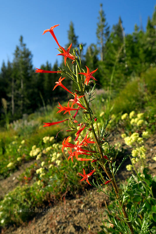 scarlet gilia (Ipomopsis aggregata) [Galena Summit, Blaine County, Idaho]