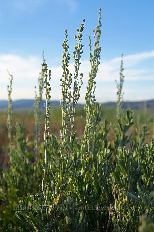 sagebrush, budding (Artemisia tridentata) [Sawtooth Valley, Blaine County, Idaho]