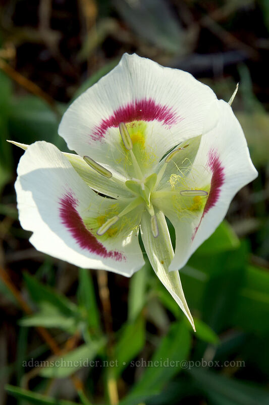 white mariposa lily (Calochortus eurycarpus) [Iron Creek Trailhead, Sawtooth National Recreation Area, Custer County, Idaho]