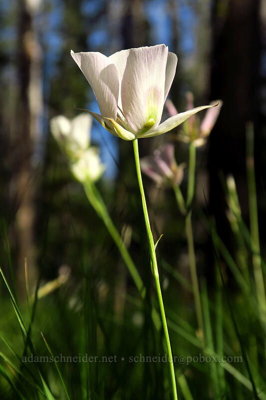 white mariposa lily (Calochortus eurycarpus) [Iron Creek-Stanley Lake Trail, Sawtooth National Recreation Area, Custer County, Idaho]