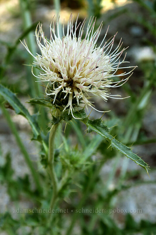 thistle (Cirsium sp.) [Iron Creek-Stanley Lake Trail, Sawtooth Wilderness, Custer County, Idaho]