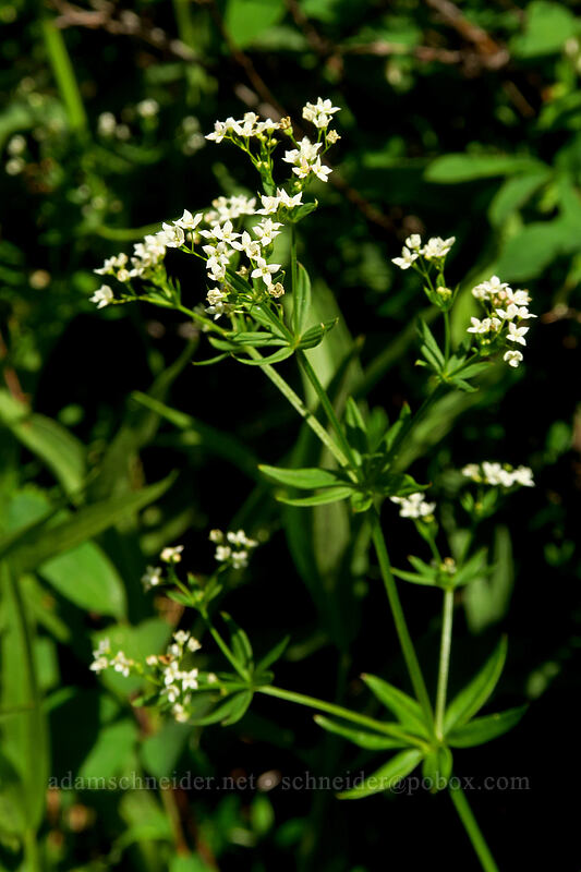 Mexican bedstraw (Galium mexicanum) [Iron Creek-Stanley Lake Trail, Sawtooth Wilderness, Custer County, Idaho]