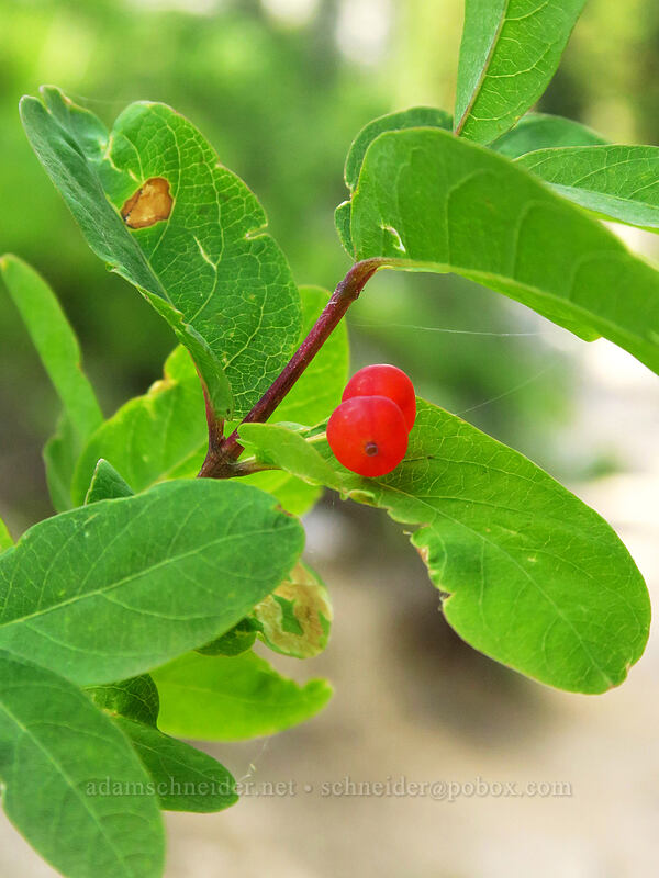 Utah honeysuckle (red twin-berry) (Lonicera utahensis) [Iron Creek-Stanley Lake Trail, Sawtooth Wilderness, Custer County, Idaho]