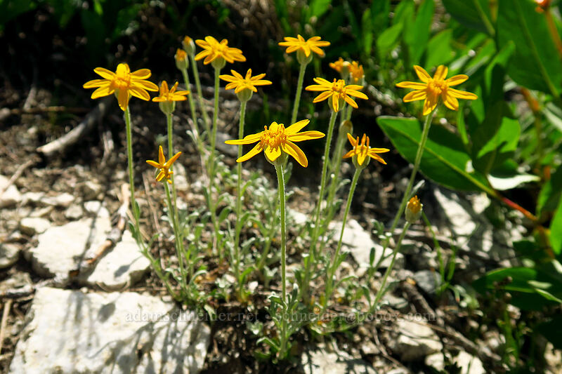 Oregon sunshine (Eriophyllum lanatum var. integrifolium) [North Fork Baron Trail, Sawtooth Wilderness, Custer County, Idaho]