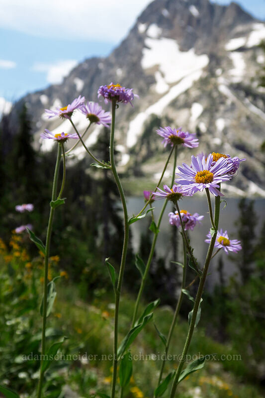 subalpine fleabane, branched (Erigeron glacialis var. glacialis) [North Fork Baron Trail, Sawtooth Wilderness, Custer County, Idaho]
