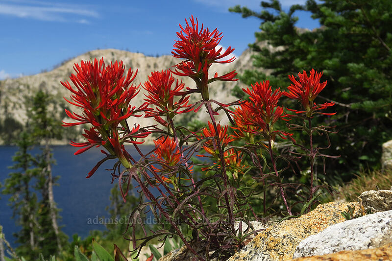 Coville's paintbrush (Castilleja covilleana) [North Fork Baron Trail, Sawtooth Wilderness, Custer County, Idaho]