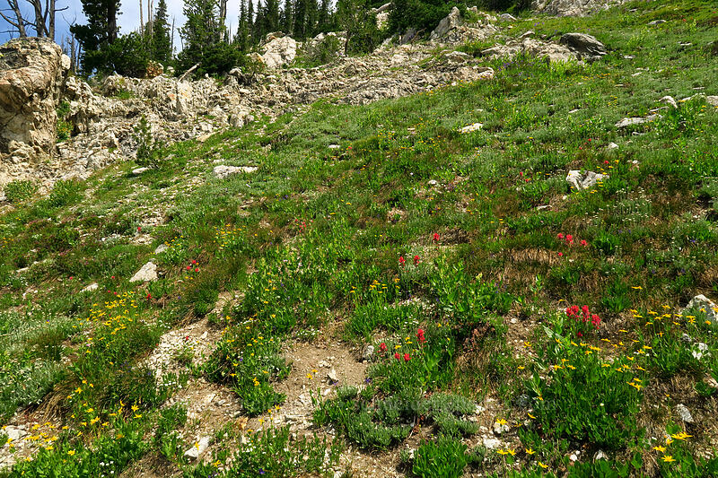 wildflowers [above Sawtooth Lake, Sawtooth Wilderness, Custer County, Idaho]