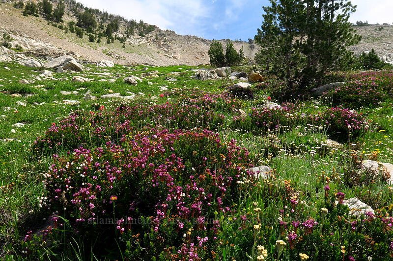 pink mountain heather (Phyllodoce empetriformis) [above Sawtooth Lake, Sawtooth Wilderness, Custer County, Idaho]