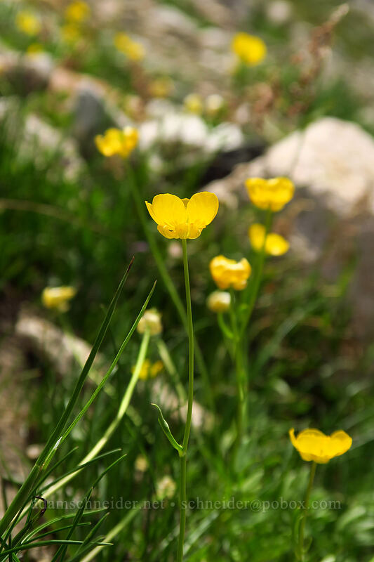 Suksdorf's buttercups (Ranunuculus eschscholtzii var. suksdorfii (Ranunuculus suksdorfii)) [above Sawtooth Lake, Sawtooth Wilderness, Custer County, Idaho]