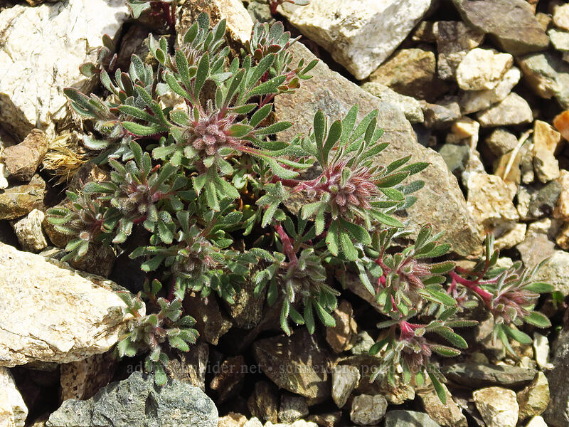 alpine collomia, budding (Collomia debilis ssp. trifida) [above Sawtooth Lake, Sawtooth Wilderness, Custer County, Idaho]