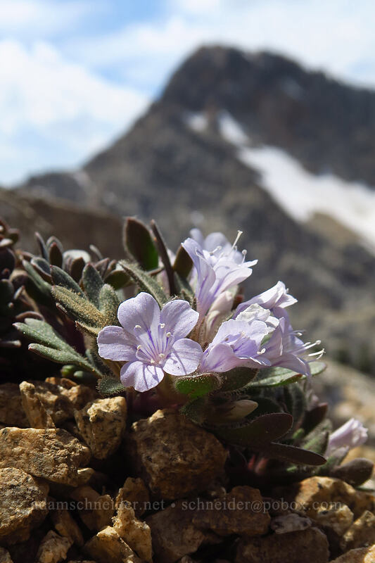 alpine collomia (Collomia debilis ssp. trifida) [above Sawtooth Lake, Sawtooth Wilderness, Custer County, Idaho]