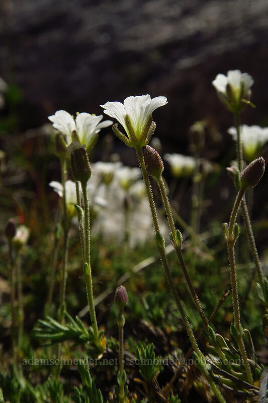 alpine sandwort (Cherleria obtusiloba (Minuartia obtusiloba)) [above Sawtooth Lake, Sawtooth Wilderness, Custer County, Idaho]