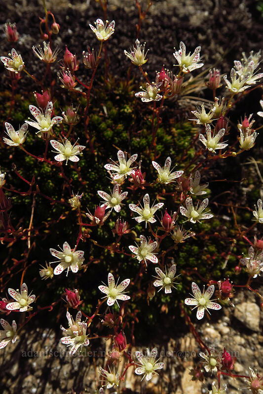 spotted saxifrage (Saxifraga bronchialis ssp. austromontana (Saxifraga austromontana)) [above Sawtooth Lake, Sawtooth Wilderness, Custer County, Idaho]