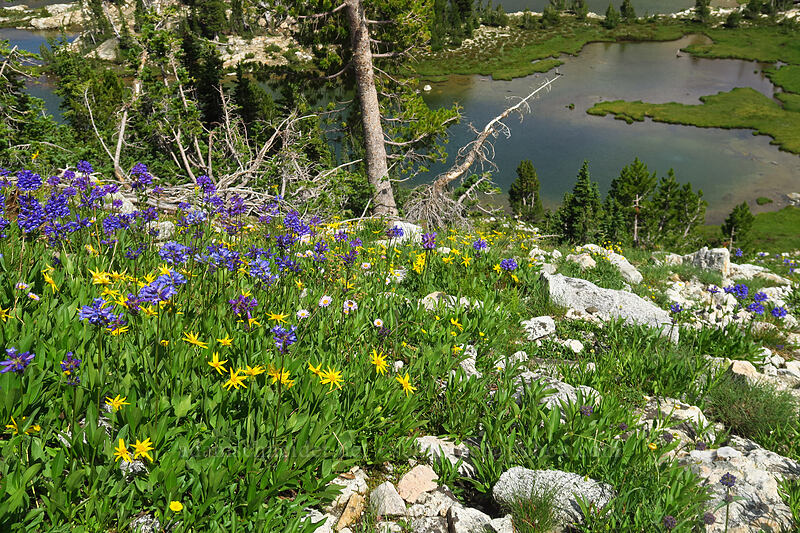 arnica & globe penstemon (Arnica sp., Penstemon globosus) [below Alpine Peak, Sawtooth Wilderness, Custer County, Idaho]