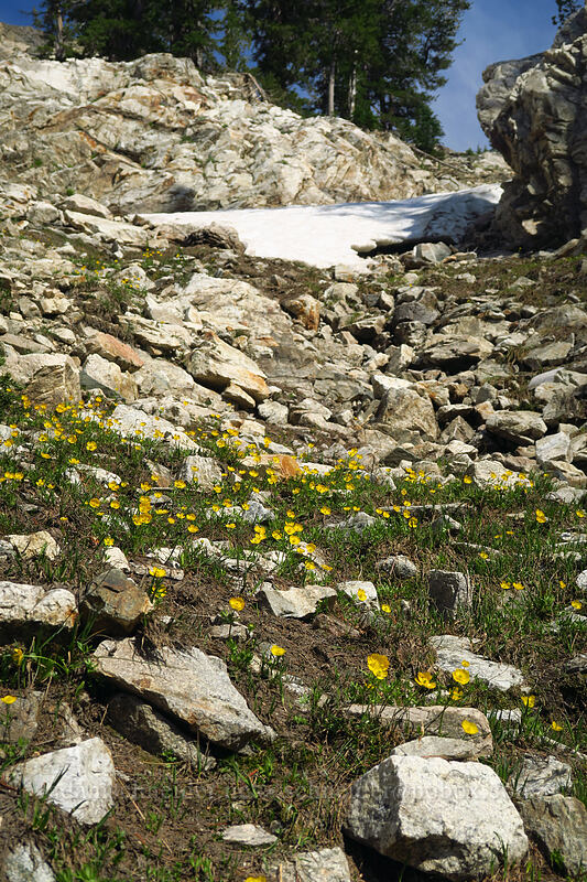 Suksdorf's buttercups (Ranunuculus eschscholtzii var. suksdorfii (Ranunuculus suksdorfii)) [below Alpine Peak, Sawtooth Wilderness, Custer County, Idaho]