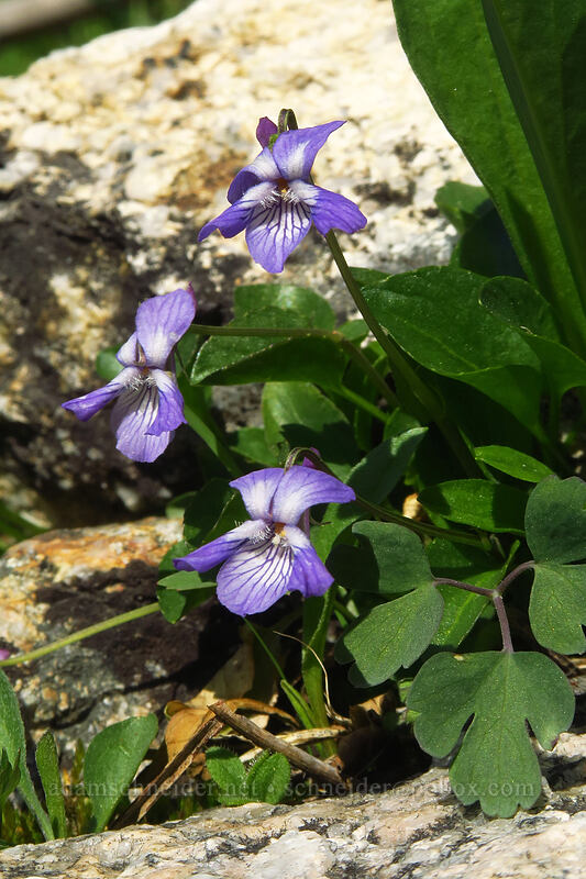 long-spurred violet (Viola adunca) [below Alpine Peak, Sawtooth Wilderness, Custer County, Idaho]