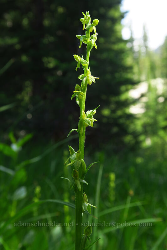 slender bog orchid (Platanthera stricta (Piperia stricta)) [below Alpine Peak, Sawtooth Wilderness, Custer County, Idaho]