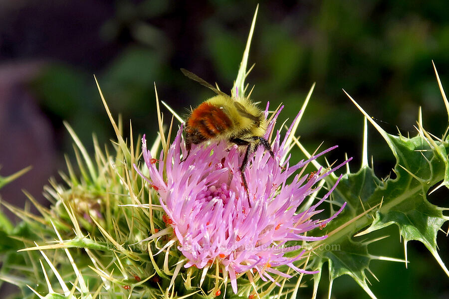 Great Basin bumblebee on Eaton's thistle (Bombus centralis, Cirsium eatonii var. eatonii) [Stansbury Crest Trail, Deseret Peak Wilderness, Tooele County, Utah]