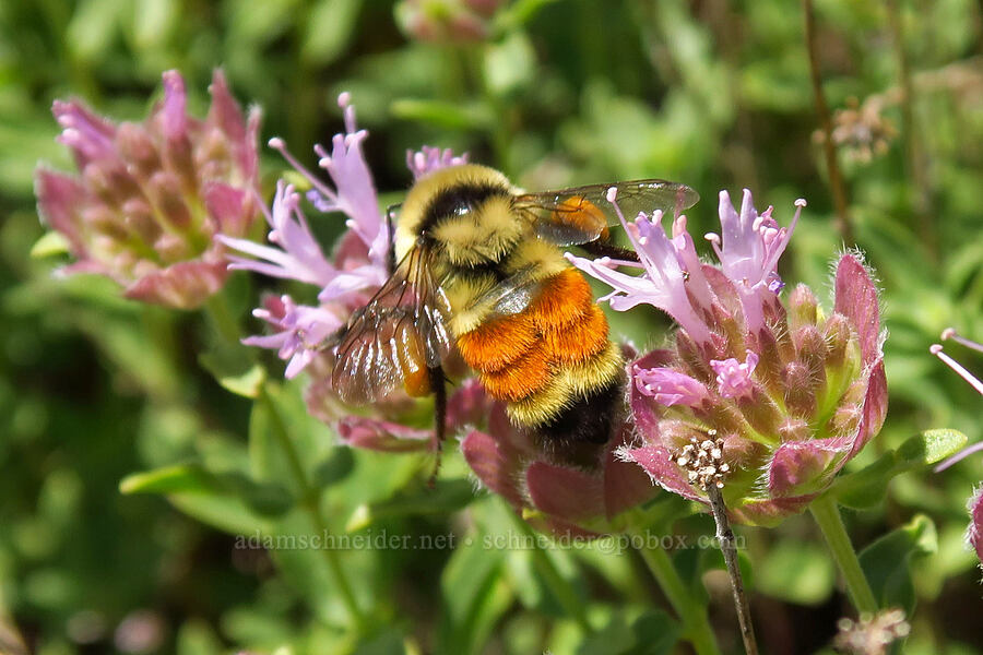 Hunt's bumblebee on coyote mint (Bombus huntii, Monardella odoratissima) [Stansbury Crest Trail, Deseret Peak Wilderness, Tooele County, Utah]