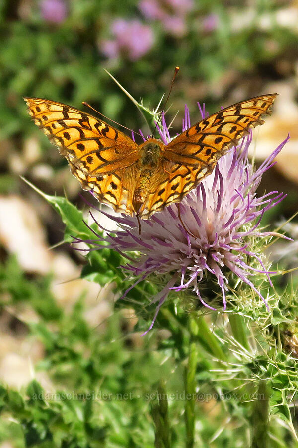 fritillary butterfly on thistle (Speyeria sp., Cirsium eatonii) [Stansbury Crest Trail, Deseret Peak Wilderness, Tooele County, Utah]