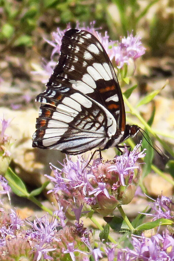 Weidemeyer's admiral butterfly (Limenitis weidemeyerii) [Stansbury Crest Trail, Deseret Peak Wilderness, Tooele County, Utah]