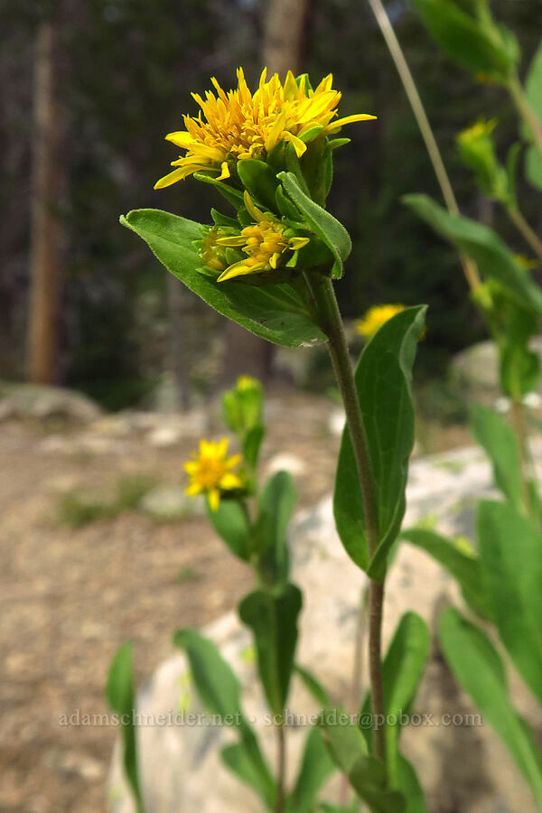 Parry's goldenrod (Oreochrysum parryi (Solidago parryi)) [Provo Falls, Uinta-Wasatch-Cache National Forest, Wasatch County, Utah]