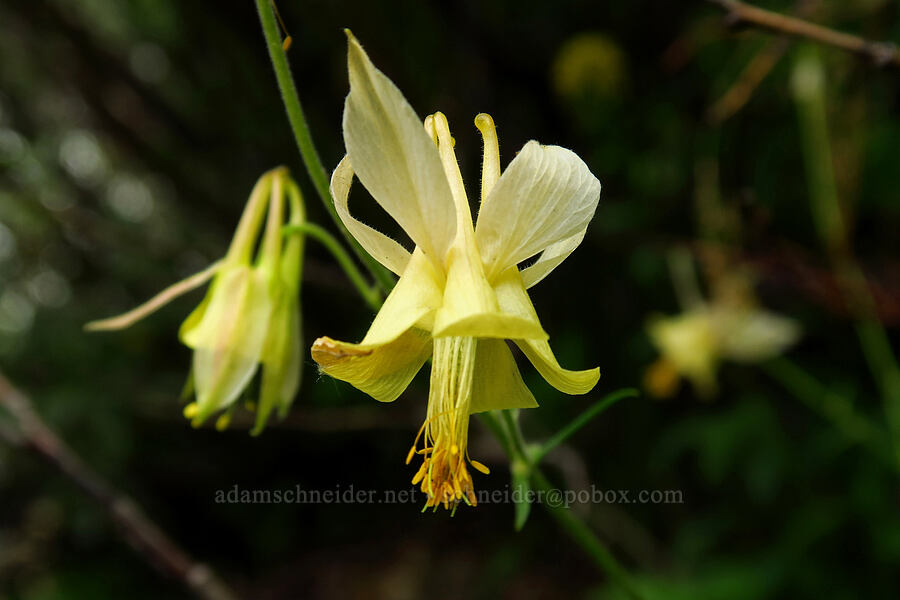 yellow columbine (Aquilegia flavescens) [Provo Falls, Uinta-Wasatch-Cache National Forest, Wasatch County, Utah]
