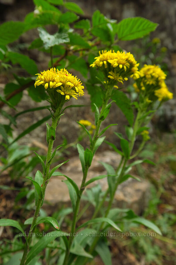 Rocky Mountain goldenrod (Solidago multiradiata) [Provo Falls, Uinta-Wasatch-Cache National Forest, Wasatch County, Utah]