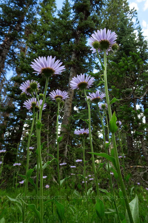 subalpine fleabane (Erigeron glacialis var. glacialis) [Lofty Lake Loop Trail, Uinta-Wasatch-Cache National Forest, Duchesne County, Utah]