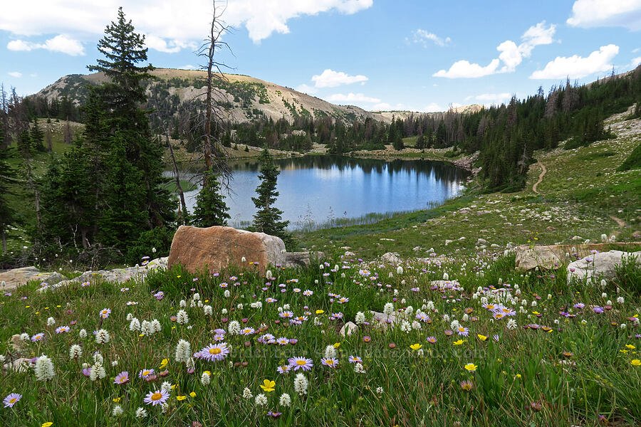 wildflowers & Lofty Lake (Erigeron glacialis var. glacialis, Bistorta bistortoides (Polygonum bistortoides), Potentilla sp.) [Lofty Lake Loop Trail, Uinta-Wasatch-Cache National Forest, Summit County, Utah]