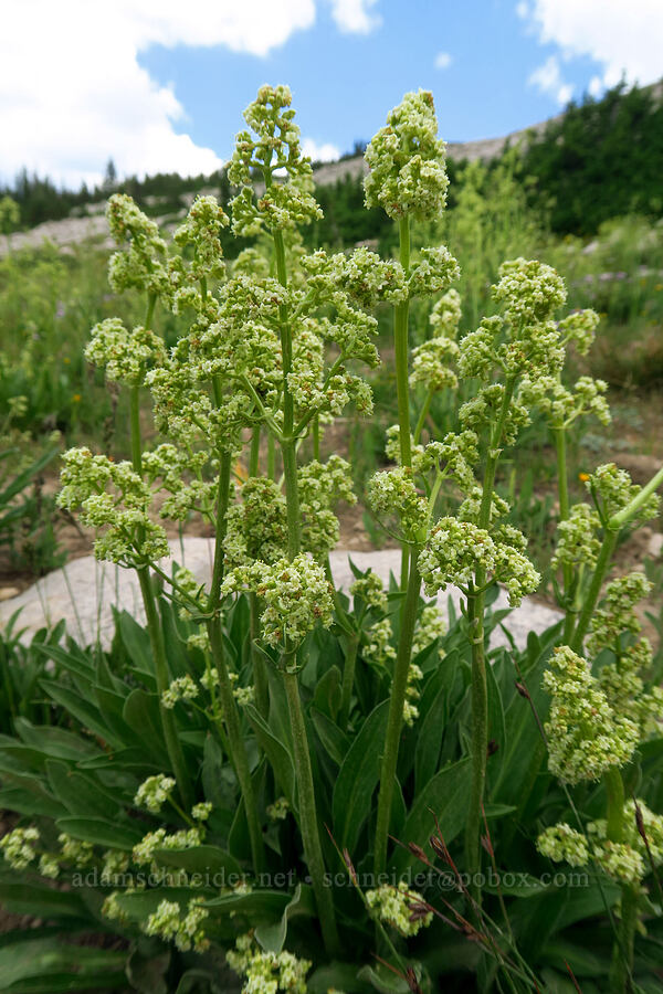 edible valerian (tobacco-root) (Valeriana edulis) [Lofty Lake, Uinta-Wasatch-Cache National Forest, Summit County, Utah]
