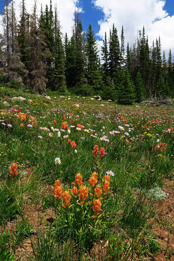 wildflowers (Castilleja rhexiifolia, Erigeron glacialis, Bistorta bistortoides (Polygonum bistortoides), Senecio sp.) [Lofty Lake Loop Trail, Uinta-Wasatch-Cache National Forest, Summit County, Utah]