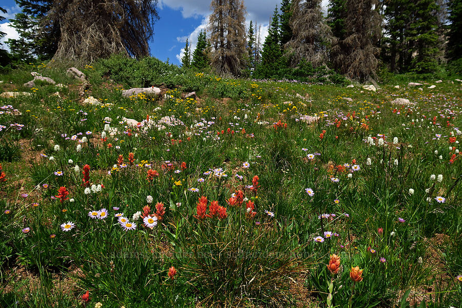 wildflowers (Castilleja rhexiifolia, Erigeron glacialis var. glacialis, Bistorta bistortoides (Polygonum bistortoides), Senecio sp.) [Lofty Lake Loop Trail, Uinta-Wasatch-Cache National Forest, Summit County, Utah]