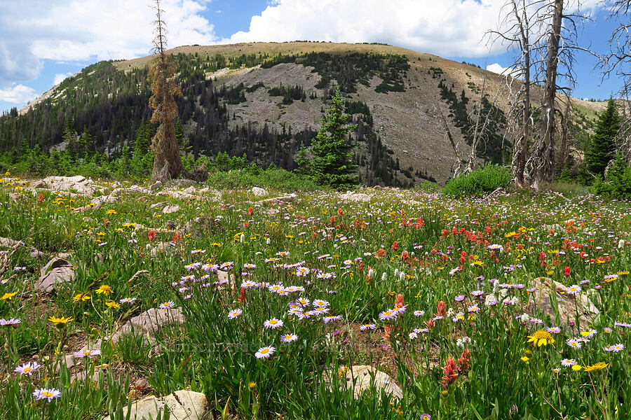 wildflowers (Erigeron glacialis var. glacialis, Castilleja rhexiifolia, Arnica mollis, Bistorta bistortoides (Polygonum bistortoides), Senecio sp.) [Lofty Lake Loop Trail, Uinta-Wasatch-Cache National Forest, Summit County, Utah]