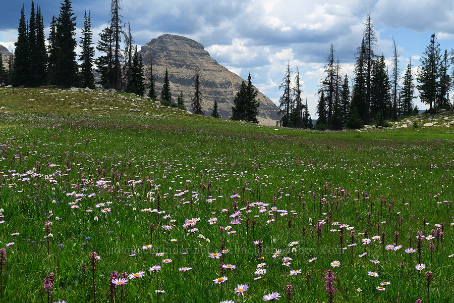 wildflowers & Reid's Peak (Pedicularis groenlandica, Erigeron glacialis var. glacialis, Bistorta bistortoides (Polygonum bistortoides)) [Lofty Lake Loop Trail, Uinta-Wasatch-Cache National Forest, Summit County, Utah]