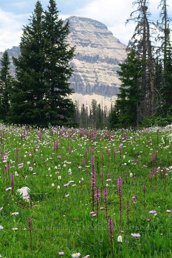 wildflowers & Bald Mountain (Pedicularis groenlandica, Bistorta bistortoides (Polygonum bistortoides), Erigeron glacialis var. glacialis) [Lofty Lake Loop Trail, Uinta-Wasatch-Cache National Forest, Summit County, Utah]