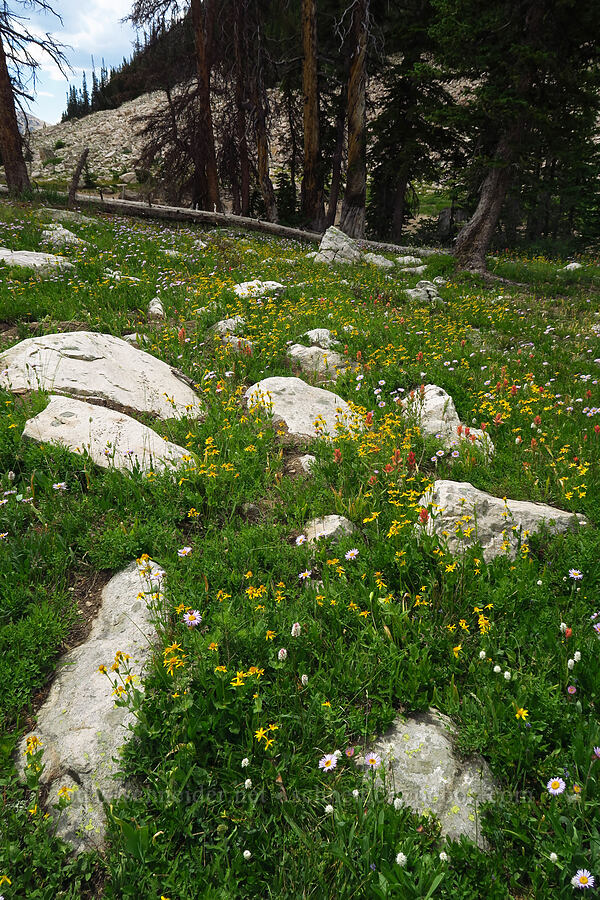 wildflowers (Arnica mollis, Castilleja rhexiifolia, Erigeron glacialis var. glacialis, Bistorta bistortoides (Polygonum bistortoides)) [Lofty Lake Loop Trail, Uinta-Wasatch-Cache National Forest, Summit County, Utah]