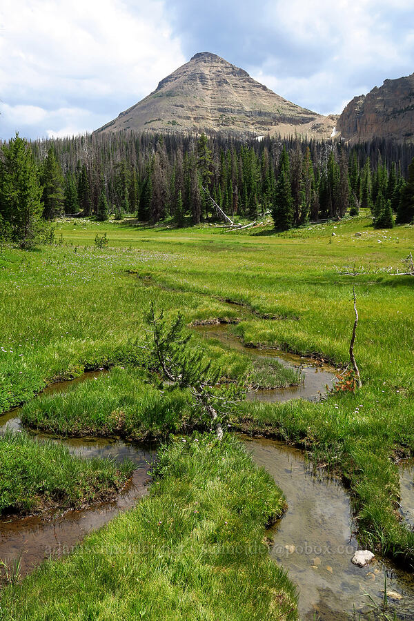 Bald Mountain & Reid's Meadow [Reid's Meadow, Uinta-Wasatch-Cache National Forest, Summit County, Utah]