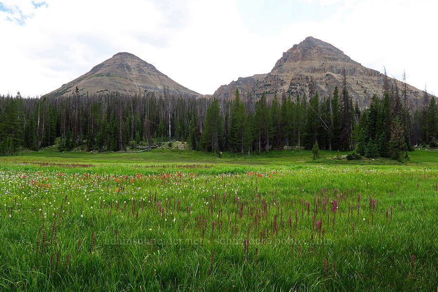 Bald Mountain, Reid's Peak, & Reid's Meadow (Pedicularis groenlandica, Bistorta bistortoides (Polygonum bistortoides), Castilleja sp.) [Reid's Meadow, Uinta-Wasatch-Cache National Forest, Summit County, Utah]