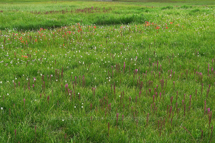 wildflowers in Reid's Meadow (Pedicularis groenlandica, Bistorta bistortoides (Polygonum bistortoides), Castilleja sp.) [Reid's Meadow, Uinta-Wasatch-Cache National Forest, Summit County, Utah]