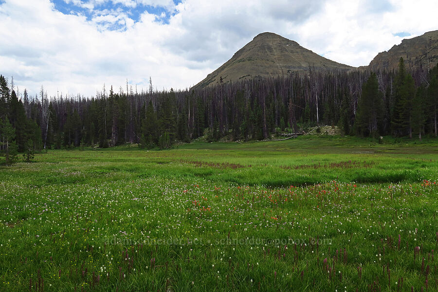 Bald Mountain & Reid's Meadow (Pedicularis groenlandica, Bistorta bistortoides (Polygonum bistortoides), Castilleja sp., Potentilla sp.) [Reid's Meadow, Uinta-Wasatch-Cache National Forest, Summit County, Utah]