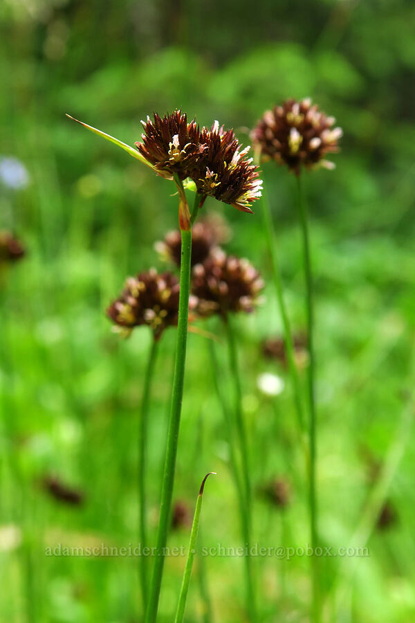 rush flowers (Juncus sp.) [Reid's Meadow, Uinta-Wasatch-Cache National Forest, Summit County, Utah]